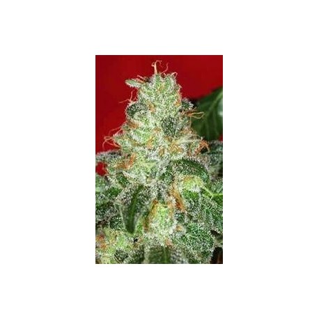 CHRONIC * SERIOUS SEEDS 11 SEMI REG