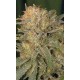 BUBBLE GUM * SERIOUS SEEDS 11 SEMI REG