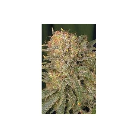 BUBBLE GUM * SERIOUS SEEDS 11 SEMI REG