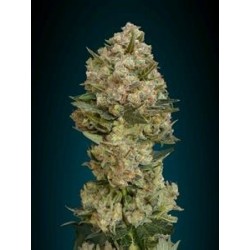 CRITICAL * ADVANCED SEEDS 1 SEME FEM 