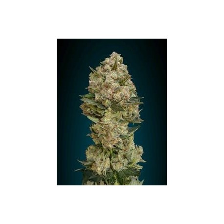 CRITICAL * ADVANCED SEEDS 1 SEME FEM 