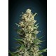 ICE KUSH * ADVANCED SEEDS 1 SEME FEM 