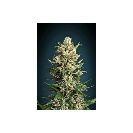 ICE KUSH * ADVANCED SEEDS 1 SEME FEM 