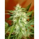 KAYA 47 * ADVANCED SEEDS 1 SEME FEM 