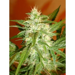 KAYA 47 * ADVANCED SEEDS 1 SEME FEM 