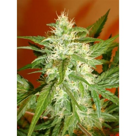 KAYA 47 * ADVANCED SEEDS 1 SEME FEM 