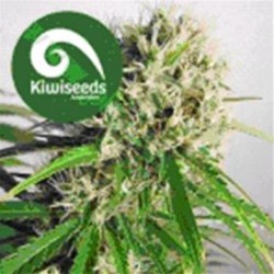 PHATT FREDDY * KIWISEEDS 10 SEMI FEM