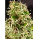 SOUTH STAR * KIWISEEDS 10 SEMI FEM 