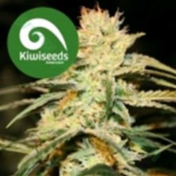 SUGAR BABY AUTO * KIWISEEDS 5 SEMI FEM