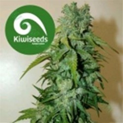 T 99 * KIWISEEDS 10 SEMI REG