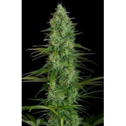 CRITICAL JACK * DINAFEM SEEDS 5 SEMI FEM