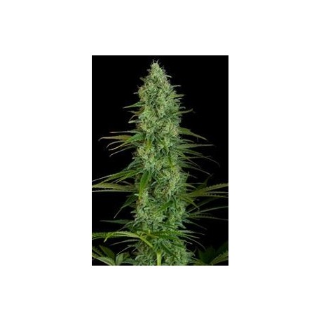 CRITICAL JACK * DINAFEM SEEDS 5 SEMI FEM