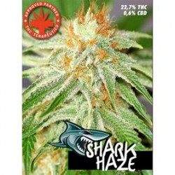 SHARK HAZE * PURE SEEDS 5 SEMI FEM