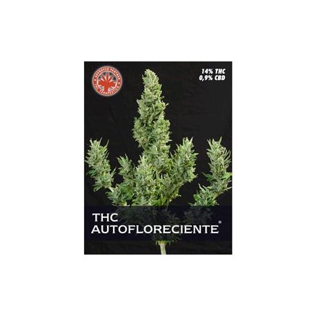 THC AUTO * PURE SEEDS 5 SEMI FEM