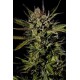 CHEESE * DINAFEM SEEDS 5 SEMI FEM