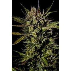 CHEESE * DINAFEM SEEDS 5 SEMI FEM