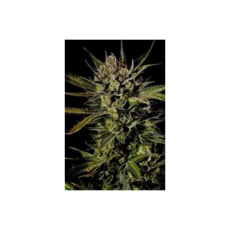 CHEESE * DINAFEM SEEDS 5 SEMI FEM