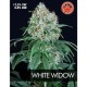 WHITE WIDOW * PURE SEEDS 5 SEMI FEM