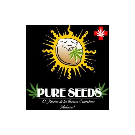 COLLECTOR 1 * PURE SEEDS 6 SEMI FEM