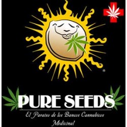 COLLECTOR 2 * PURE SEEDS 6 SEMI FEM