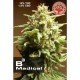 B3 MEDICAL * PURE SEEDS 1 SEME FEM