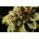 SWEET DEEP GRAPEFRUIT * DINAFEM SEEDS 5 SEMI FEM