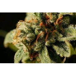 SWEET DEEP GRAPEFRUIT * DINAFEM SEEDS 5 SEMI FEM