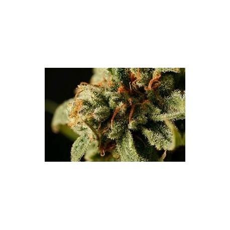 SWEET DEEP GRAPEFRUIT * DINAFEM SEEDS 5 SEMI FEM