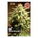 B3 MEDICAL * PURE SEEDS 10 SEMI FEM