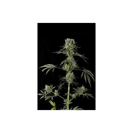 MOBY DICK #2 * DINAFEM SEEDS 5 SEMI FEM