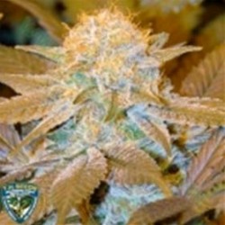 CRITICAL HOG * T.H. SEEDS 10 SEMI FEM 