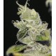 ULTRASOUR * T.H. SEEDS 10 SEMI FEM 