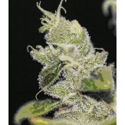 ULTRASOUR * T.H. SEEDS 10 SEMI FEM 