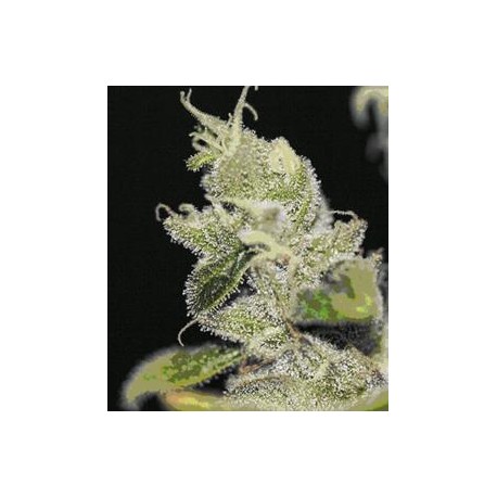 ULTRASOUR * T.H. SEEDS 10 SEMI FEM 