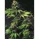 AKORN * T.H.SEEDS 5 SEMI FEM