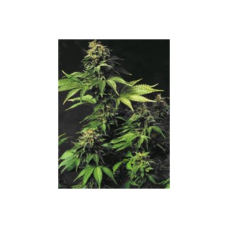 AKORN * T.H.SEEDS 5 SEMI FEM