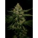 UNDERDAWG OG* T.H. SEEDS 5 SEMI FEM 