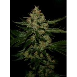 UNDERDAWG OG* T.H. SEEDS 5 SEMI FEM 