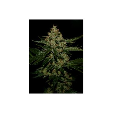 UNDERDAWG OG* T.H. SEEDS 5 SEMI FEM 