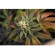 SKUNKAGE * T.H.SEEDS 10 SEMI REG 