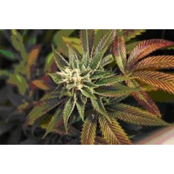 SKUNKAGE * T.H.SEEDS 10 SEMI REG 