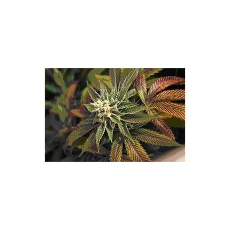 SKUNKAGE * T.H.SEEDS 10 SEMI REG 