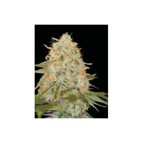 LA CHOCOLAT* DNA GENETICS 3 SEMI FEM