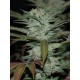 SOUR KUSH * DNA GENETICS RESERVA PRIVADA 3 SEMI FEM 