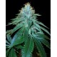 THE OG #18 * DNA GENETICS RESERVA PRIVADA 3 SEMI FEM