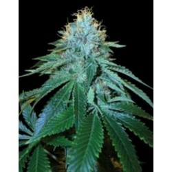 THE OG #18 * DNA GENETICS RESERVA PRIVADA 3 SEMI FEM