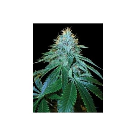 THE OG #18 * DNA GENETICS RESERVA PRIVADA 3 SEMI FEM