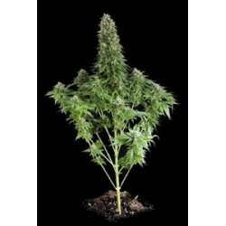 WHITE SIBERIAN * DINAFEM SEEDS 5 SEMI FEM