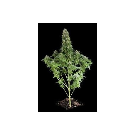 WHITE SIBERIAN * DINAFEM SEEDS 5 SEMI FEM