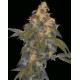 SUPER LEMON OG * DNA GENETICS LIMITED COLLECTION 6 SEMI REG